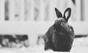 B&W bunny